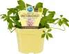 Ziolo niesmiertelnosci - w jakosci organicznej - Gynostemma Podgląd zdjęcia produktu 1
