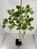 Pistacia vera 'Kerman', weiblich, Pistazienbaum, Höhe 100 Produktbild-Vorschau 4