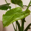 Bloomique - Alocasia Gageana California - Elephant Ear - Podgląd zdjęcia produktu 6