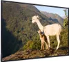 MuchoWow® MuchoWow® Gerahmtes Poster Alpakas - Berge - Produktbild-Vorschau 7