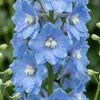 Bloomique - Lot de 6 - Delphinium M.Fount.Sky Blue - Voir les images du produit 2