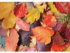 Magnólia Puzzle Farebné listy - 1000 dielikov puzzle Náhľad obrázku produktu 1