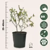 Mischung Obstpflanzen - 4 Stk - Actinidia Vaccinium Lycium Produktbild-Vorschau 2