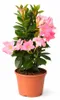 Mandevilla Dipladénie - Fleur en forme de trompette - Port Voir les images du produit 1