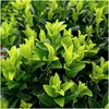 Euonymus Green Spire – japoński trzmielina – 12 roślin Ø7cm Podgląd zdjęcia produktu 3