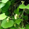 A close-up view of a flowering vine with large green leaves and delicate yellow-green flowers. Anteprima dell’immagine prodotto