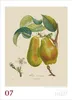 DUMONT Wandkalender Alte Obstsorten 2027, 50 x 70 cm, mit Produktbild-Vorschau 5