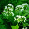 Bärlauch Waldknoblauch Samen - Allium ursinum - Produktbild-Vorschau 5