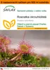 SAFLAX Garden in the bag - Rosnatka okrouhlolistá - Drosera Náhled obrázku produktu 1