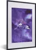 MuchoWow® MuchoWow® Gerahmtes Poster Fisch - Meer - Lila - Produktbild-Vorschau 1
