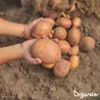Sadbové brambory Bintje A 28/35 (5 kg) - Organifer Náhled obrázku produktu 6