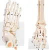 Anatomie Skeleton Model Life Size Anatomická kost kotníku Náhled obrázku produktu 2