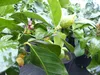 Grünwaren: echter Zitronenbaum 50 - 70 cm Zitrone Citrus Produktbild-Vorschau 7