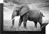 KitchenYeah© Herdabdeckplatte Elefant - Gras - Tiere - Produktbild-Vorschau 1