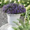 Campanula Addenda lila 12cm – winterharte mehrjährige Produktbild-Vorschau 6