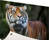 Gartenposter - 120x80 cm - Sumatra-Tiger-Porträt  - Produktbild-Vorschau 1