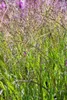 Stauden Gänge 1 x Panicum virgatum 'Heiliger Hain' im 1 Produktbild-Vorschau 6