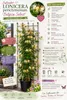 Geißblatt 'Belgica Select' 60-80 cm | Duftendes Produktbild-Vorschau 2