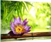 Bilder auf glas - Asien spa bambus blume - 100x70cm - Produktbild-Vorschau 1