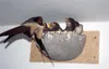 SCHWEGLER SWALLOW NEST Hnízdo vlaštovky obecné 00330/0 Náhled obrázku produktu 3