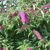 2 x  letný budleja  - Buddleja davidii 'Royal Red'  | 40-60 Náhľad obrázku produktu 2