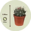 Małe kaktusy - 6 szt - Cactus - Wysokość 5-10cm - ⌀5,5cm Podgląd zdjęcia produktu 2