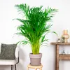 Bloomique - Dypsis Lutescens - Złota palma - Areca - Palma Podgląd zdjęcia produktu 4