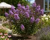 Lagerstroemia indica Rhapsody in Blue 40–60 cm – Violette Produktbild-Vorschau 3