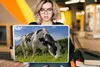 MuchoWow® Laptop Aufkleber Sticker Cover Kuh - Wald - Gras Produktbild-Vorschau 5