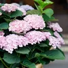 Hortensja Magical Revolution Pink Rosa (Hydrangea Podgląd zdjęcia produktu 5