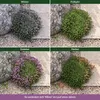 Stauden Gänge 100 x Thymus praecox 'Minor' im 9 x 9 cm Topf Produktbild-Vorschau 6