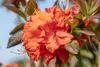 Rhododendron luteum 'Fireball', gelb-orange, 40–50 cm Produktbild-Vorschau 2