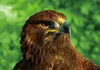 3 D Ansichtskarte Steinadler, Adler Postkarte Wackelkarte Produktbild-Vorschau 1