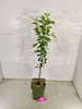 Malus domestica ‘James Grieve’, Apfelbaum, Höhe 100cm, Produktbild-Vorschau 3
