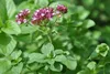 SAFLAX Anzucht Set - BIO - Oregano - Origanum heracleoticum Produktbild-Vorschau 8