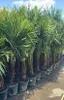 Palme Trachycarpus Fortunei – Hanfpalme Höhe ca. 160 cm, Produktbild-Vorschau 1