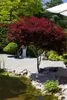 Acer palmatum 'Atropurpureum', Japanischer Ahorn, Produktbild-Vorschau 8
