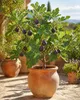 Ficus carica ‘Napolitana’ – drzewko figowe o wysokości Podgląd zdjęcia produktu 1
