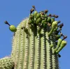 Saguaro-Kaktus (Carnegiea gigantea)  - 10 Samen Produktbild-Vorschau 2