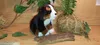 A plush Bernese Mountain Dog puppy sits on a wooden surface, surrounded by natural elements like straw balls and leaves. Podgląd zdjęcia produktu