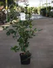 Camellia japonica in species-and var - Camellia japonica in Podgląd zdjęcia produktu 1