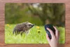 MuchoWow® Schreibtischunterlage Igel - Blume - Frühling Produktbild-Vorschau 3