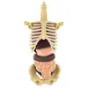 A 3D anatomical model of the human torso, showing the skeleton and internal organs. Anteprima dell’immagine prodotto