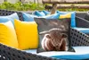 MuchoWow® Outdoor Kissen - Kuh - Schottisches Hochlandrind Produktbild-Vorschau 4