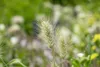 Pennisetum alopecuroides 'Little Bunny', Lampenputzergras, Produktbild-Vorschau 8