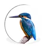 MuchoWow® Aluminium Wandkreis Eisvogel - Federn - Zweig - Produktbild-Vorschau 1