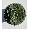 Hauswurz - Sempervivum 'Aquila' - Dachwurz, Sempervivum, Produktbild-Vorschau 2