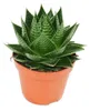 Aloe "Cosmo" - gu?ovitá aloe - 12cm kvetiná? - sukulentná Náhľad obrázku produktu 1