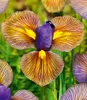 BALDUR Garten 12x Iris 'Eye of the Tiger', Zwiebeln in Produktbild-Vorschau 1