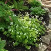 Bloomique - Lot de 6 - Galium odoratum - Aspérule odorante Voir les images du produit 3